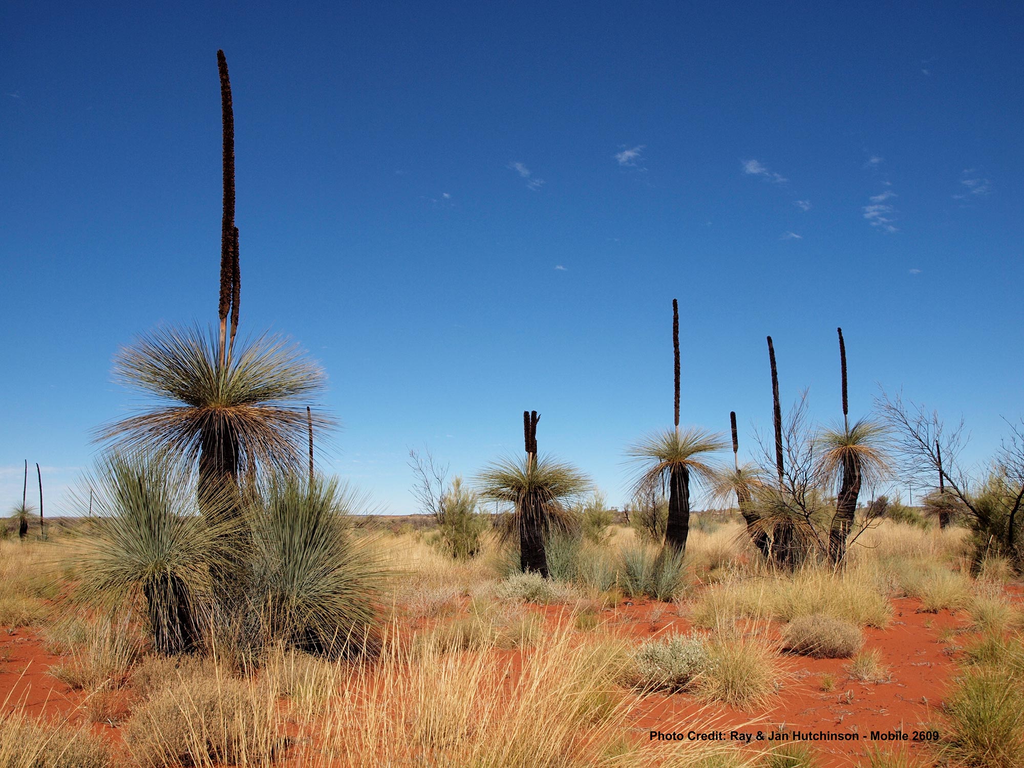 Black Boy plants near CSR Well 6 WA VKS737 The